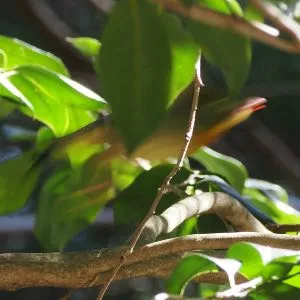 Species Image