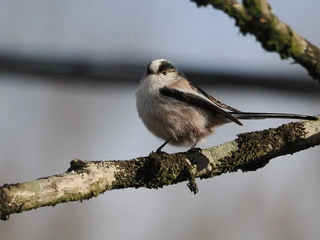 Species Image