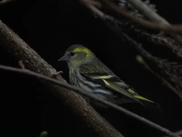 野鳥の写真
