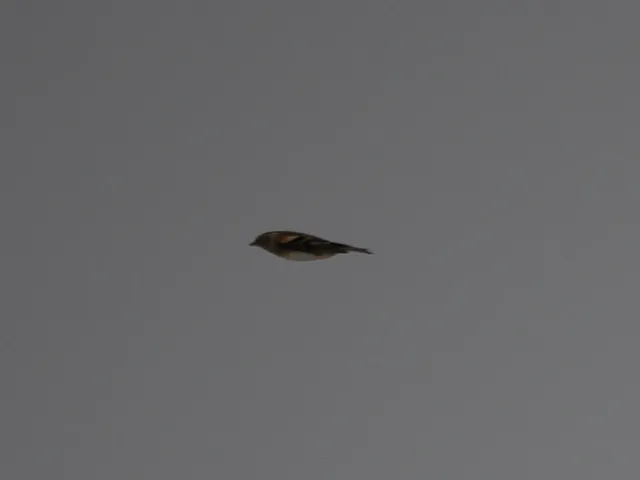 Species Image
