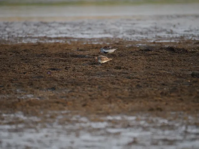 Species Image