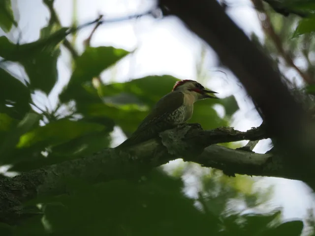 Species Image