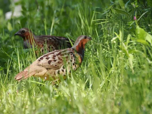 Species Image