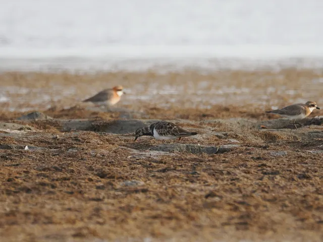Species Image