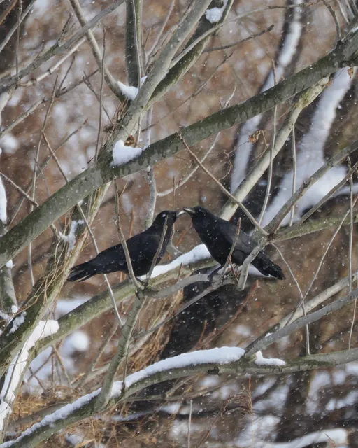 Species Image
