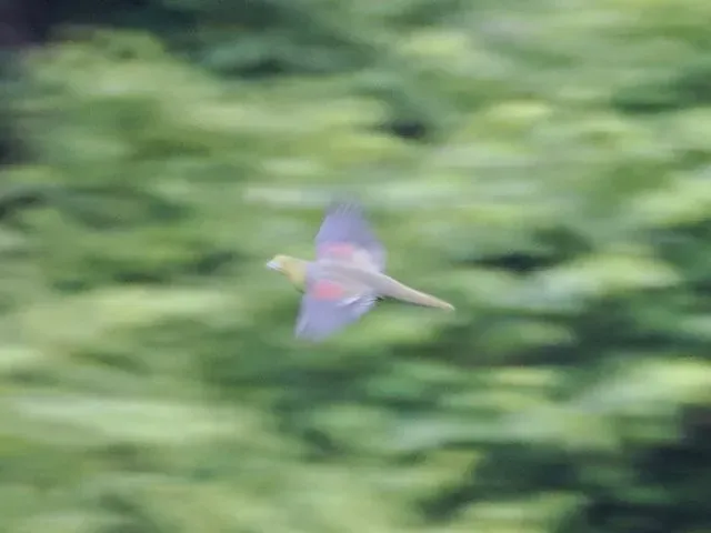 Species Image
