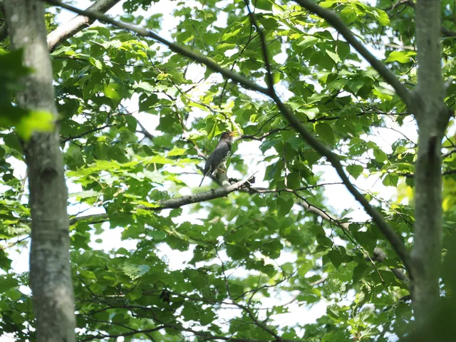 Species Image