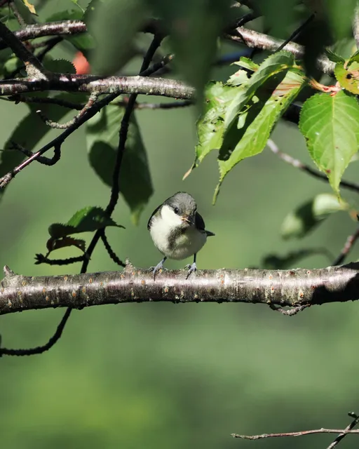 Species Image