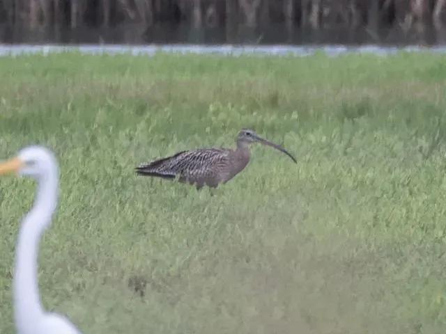 Species Image