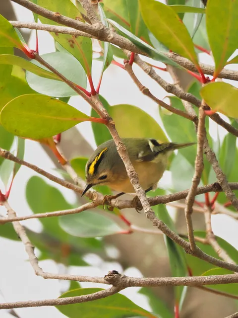 野鳥の写真