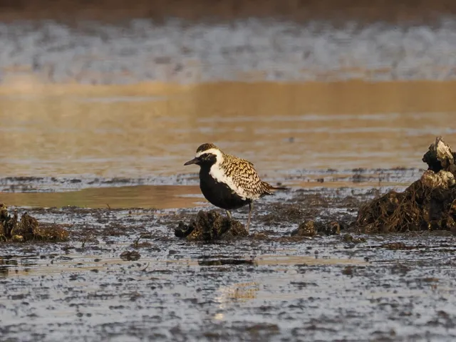 Species Image