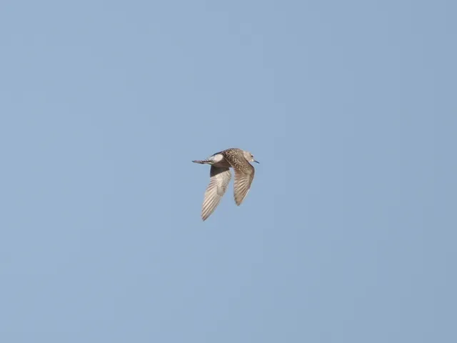 Species Image