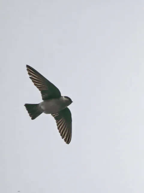 Species Image