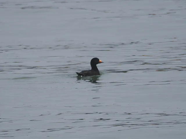 Species Image