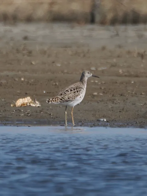 Species Image