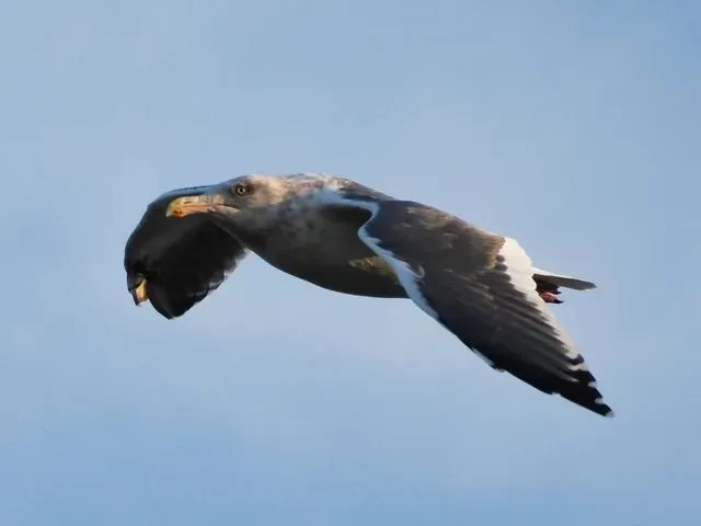 Species Image