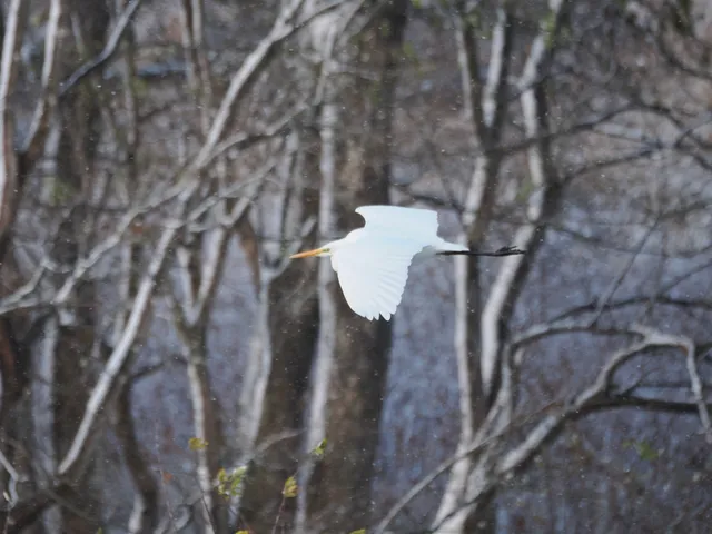 Species Image