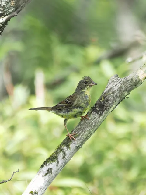 Species Image