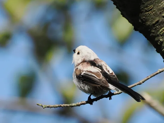 野鳥の写真