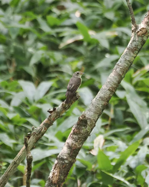 Species Image