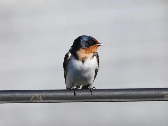 Species Image