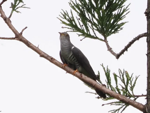Species Image