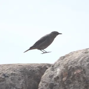 Species Image