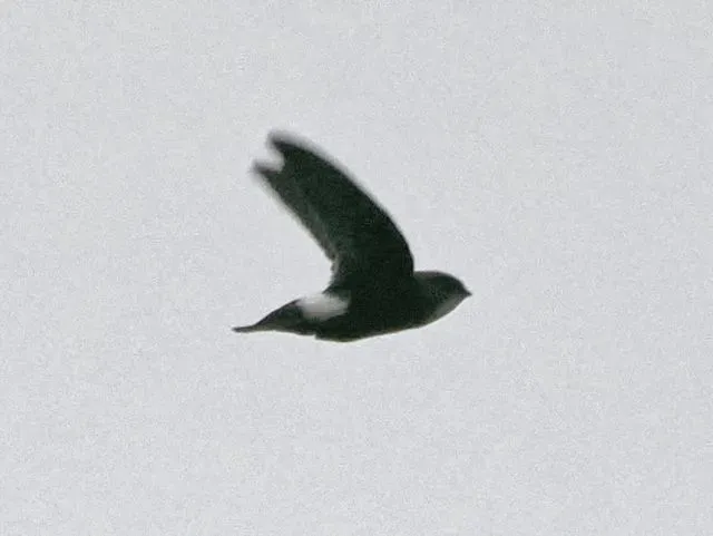 Species Image