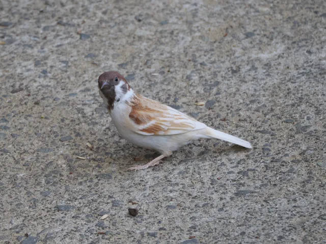 野鳥の写真
