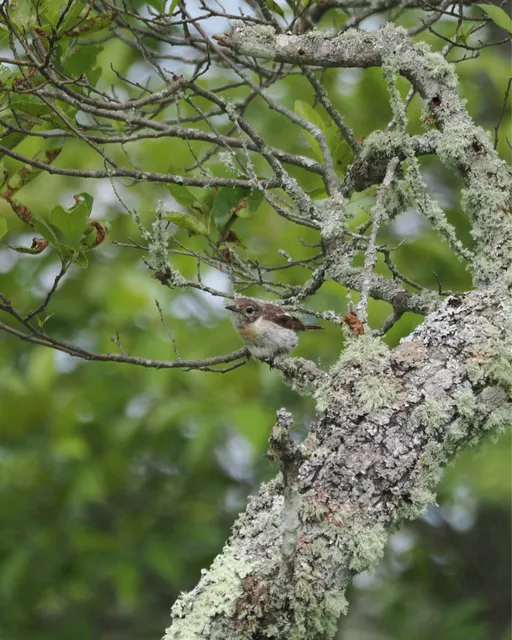 Species Image