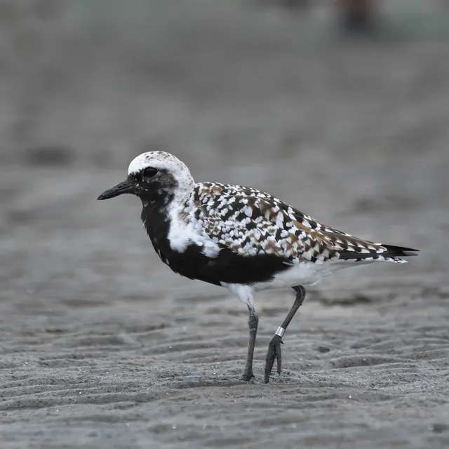 Species Image
