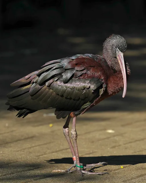 Species Image