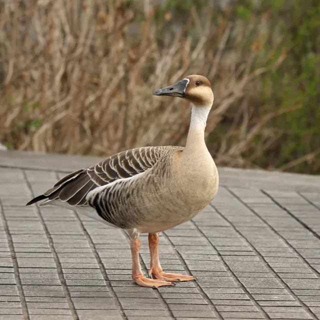 Species Image