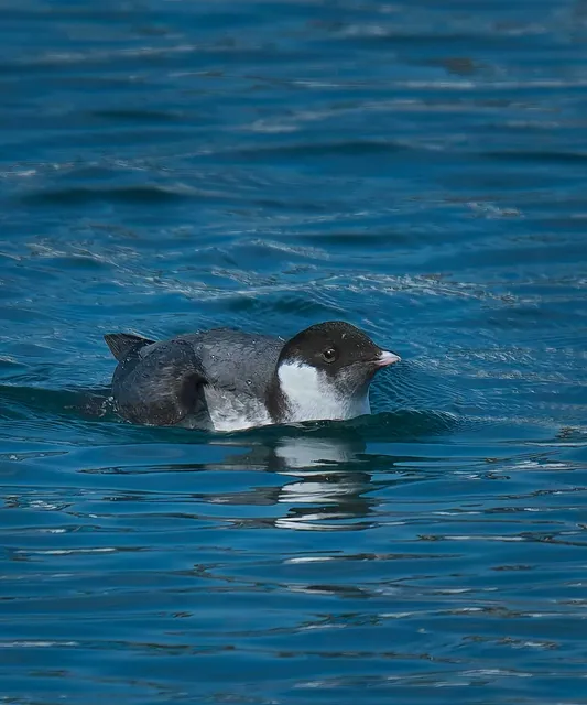 Species Image