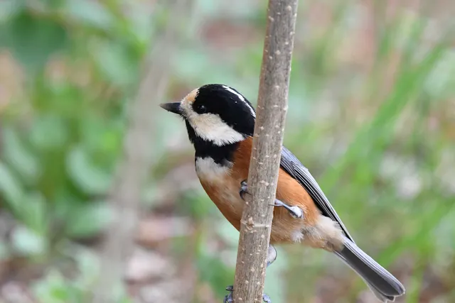 Species Image