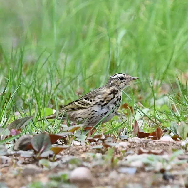 Species Image