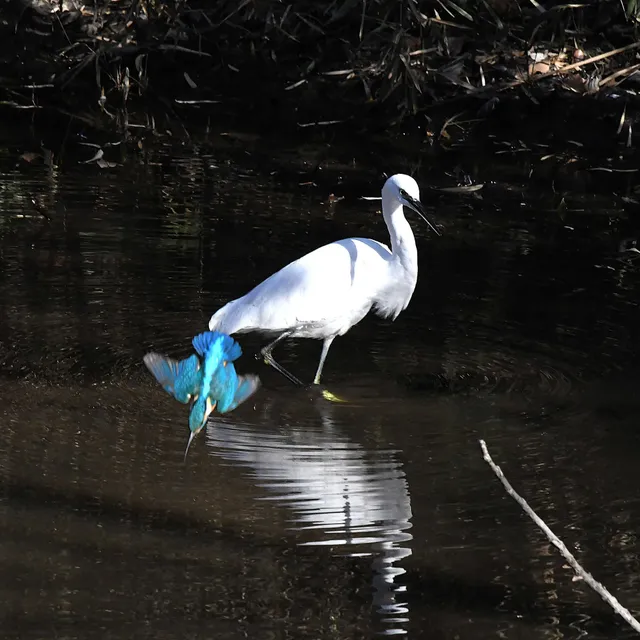 Species Image