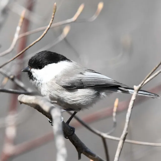 Species Image
