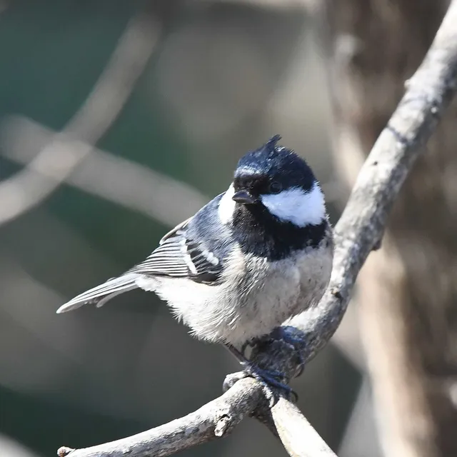Species Image