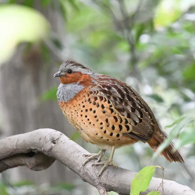 Species Image