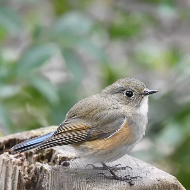 Species Image