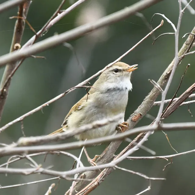 Species Image