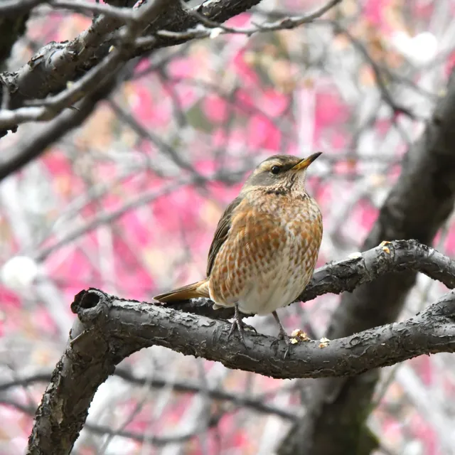 Species Image