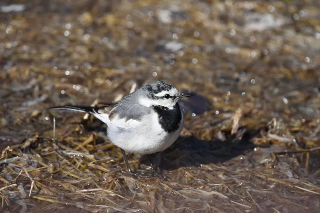 Species Image