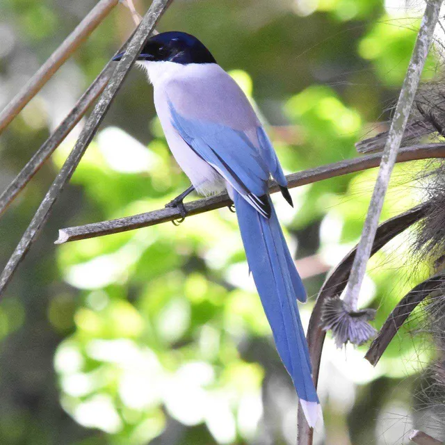 Species Image