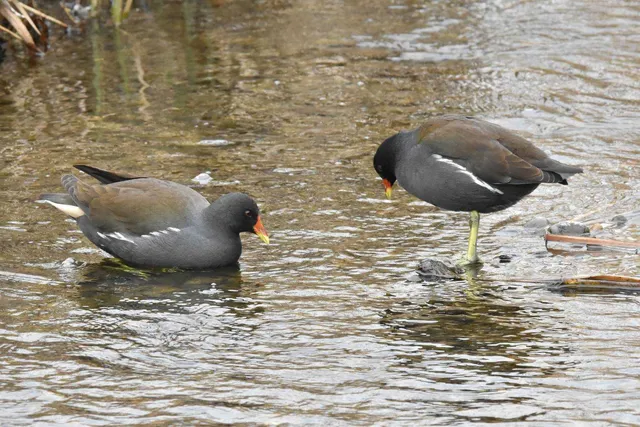 Species Image