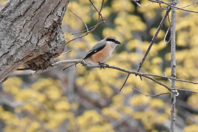 Species Image