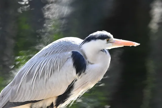 Species Image
