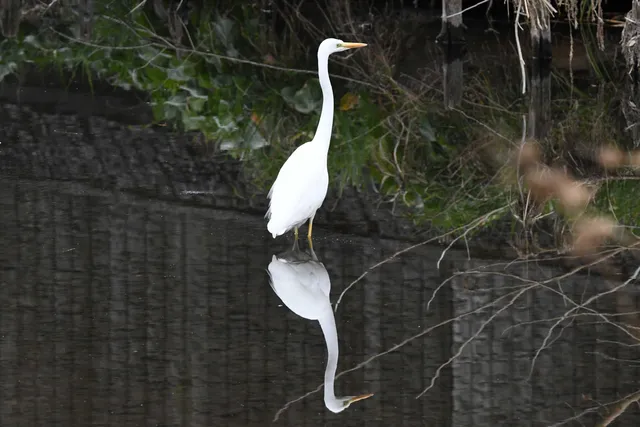 Species Image