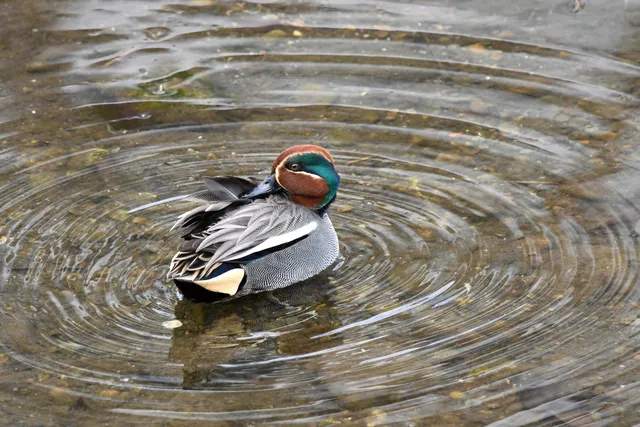 Species Image